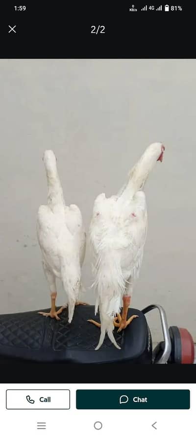 Hira Shamu aseel pair for sale only WhatsApp number 03268750738