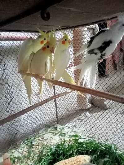 Cream and V pied Cockatiel