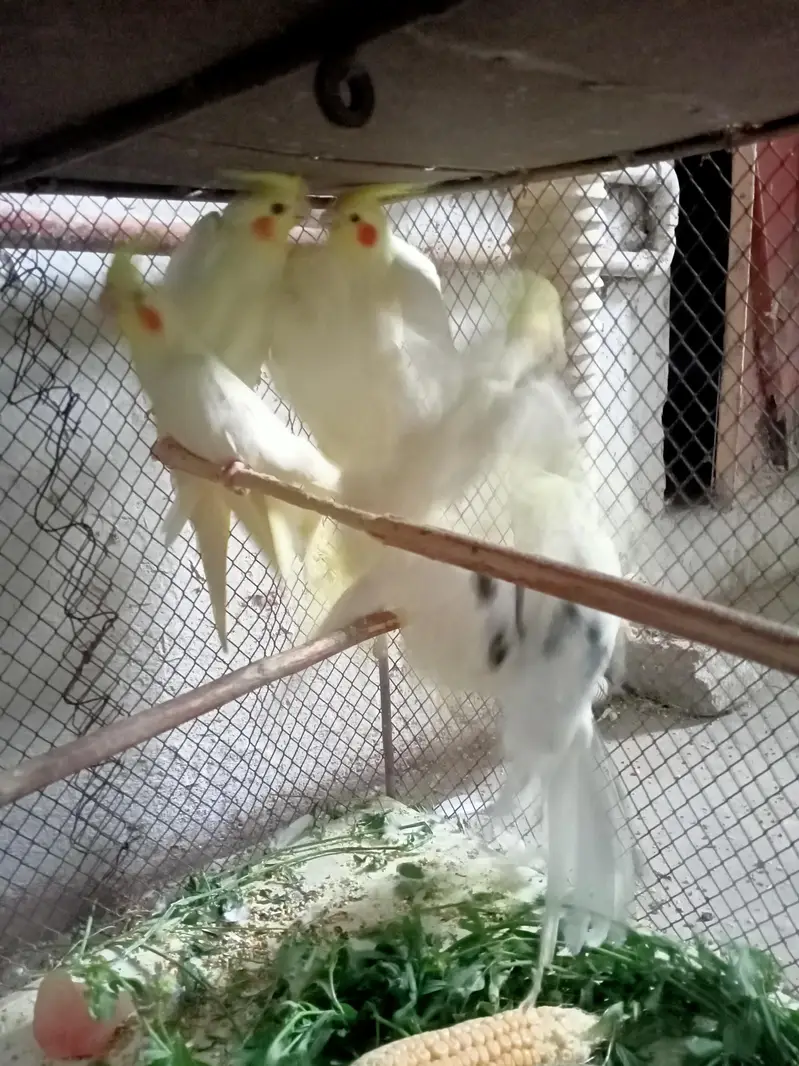 Cream and V pied Cockatiel — photo 2