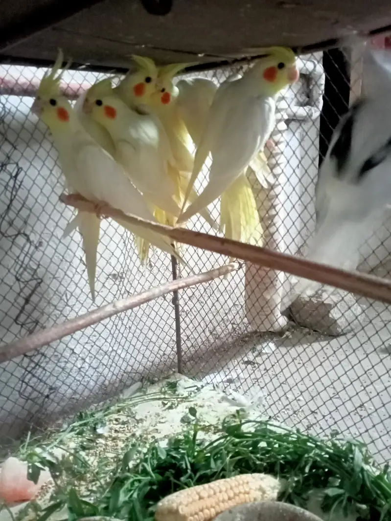 Cream and V pied Cockatiel — photo 3