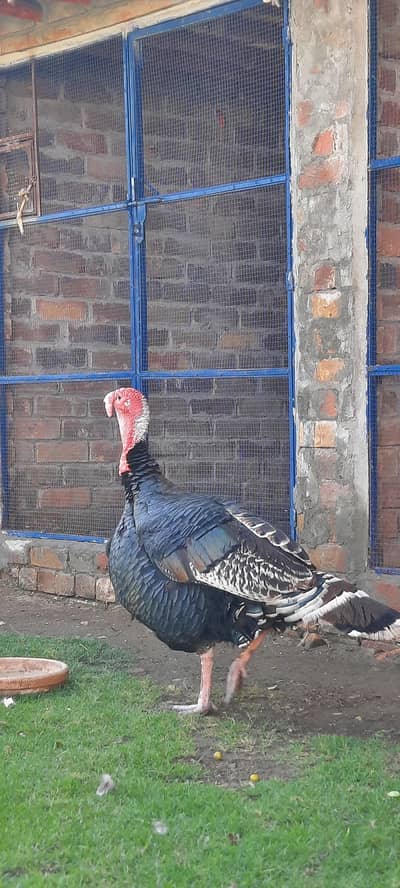 Turky bird for sale 03199710106