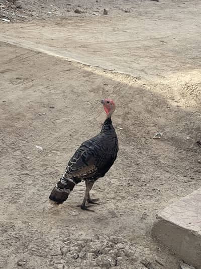 Male for sale