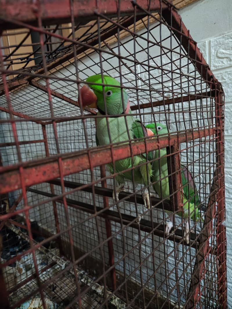 Raw Parrots 0