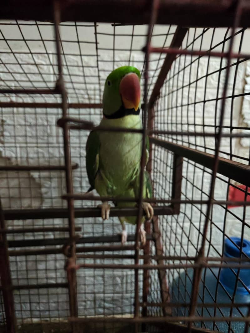 Raw Parrots 1