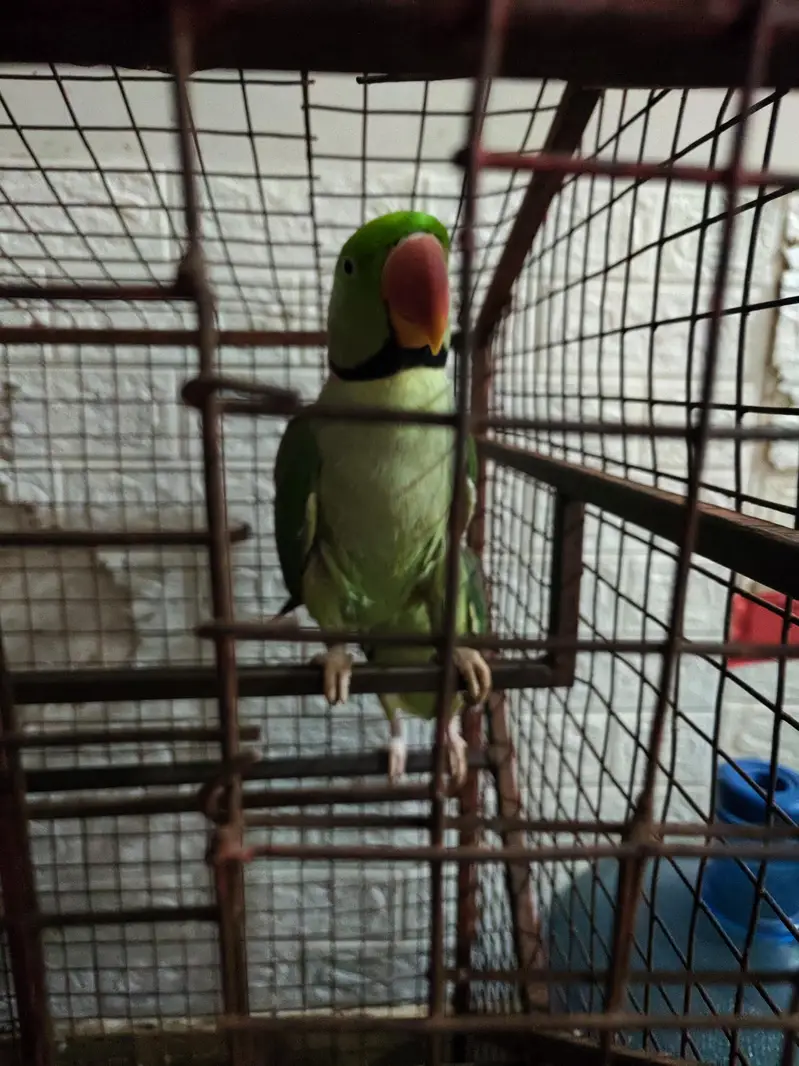 Raw Parrots — photo 2