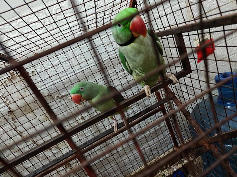 Raw Parrots 2