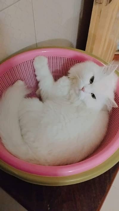 Persian Cat for Sale