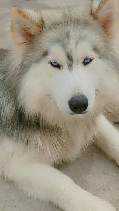 Alaskan malamute