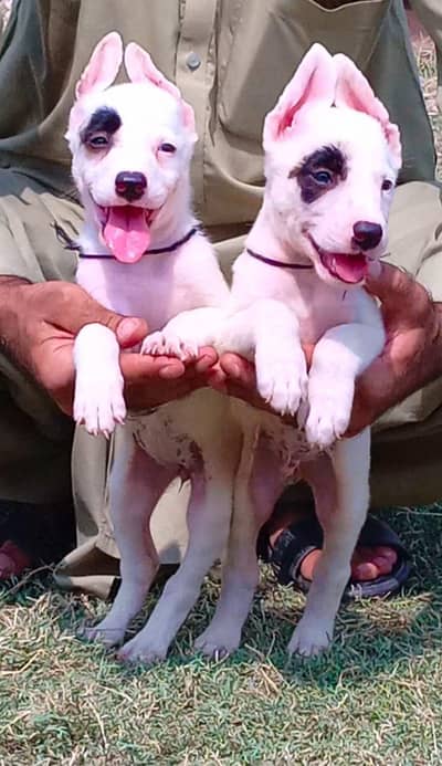 pure kuhati Gultair puppies dubble body healthy and active