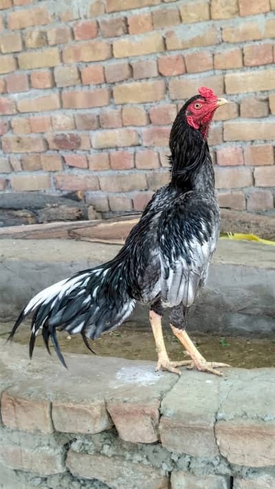 Saleta aseel patha