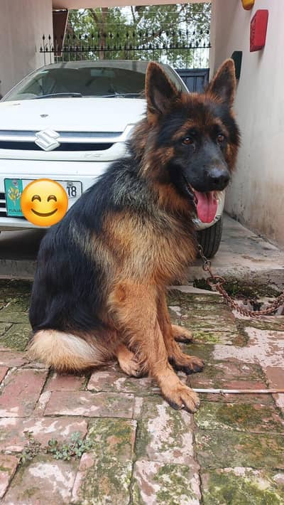 top quality German Shepherd available