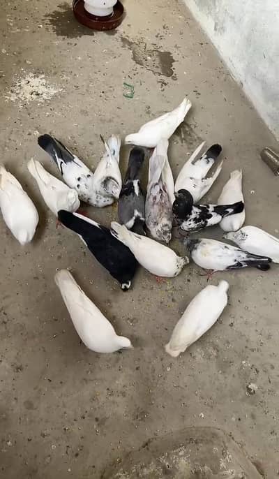 Pigeon
