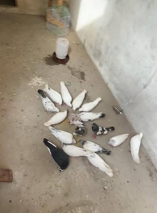Pigeon 4