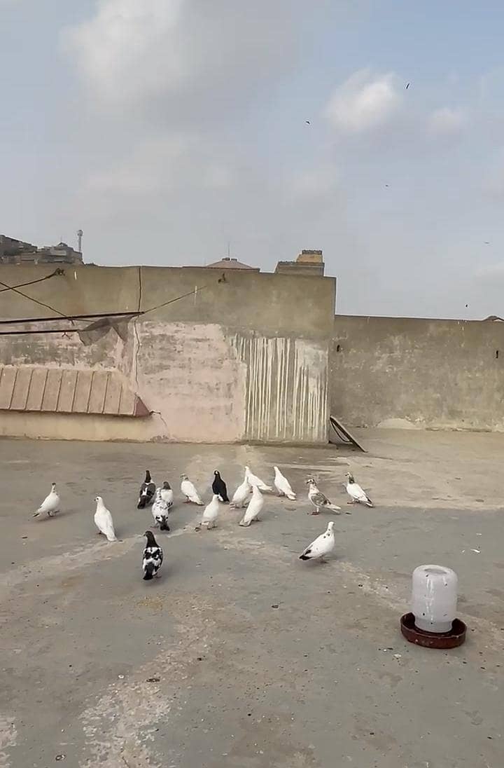Pigeon 11
