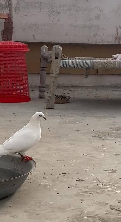 Pigeon 15