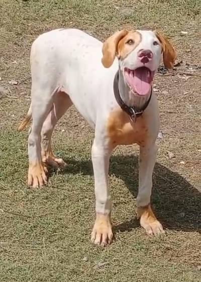 pure bully gultair male dubble body heavy class blood line