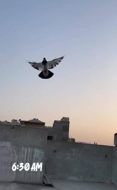 high Flyer