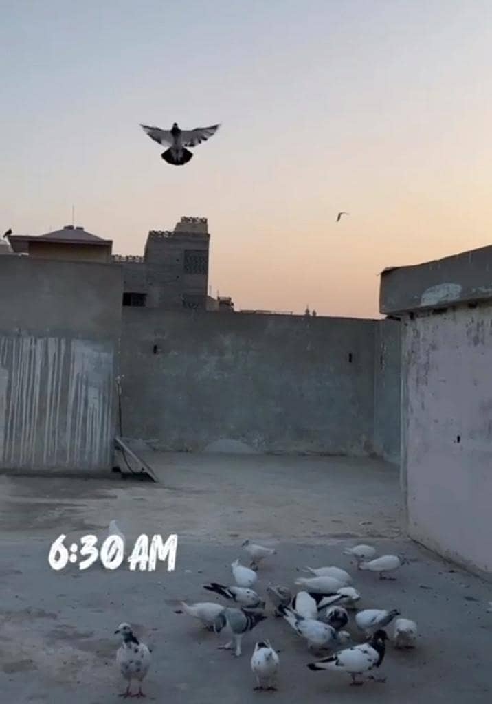 high Flyer 13
