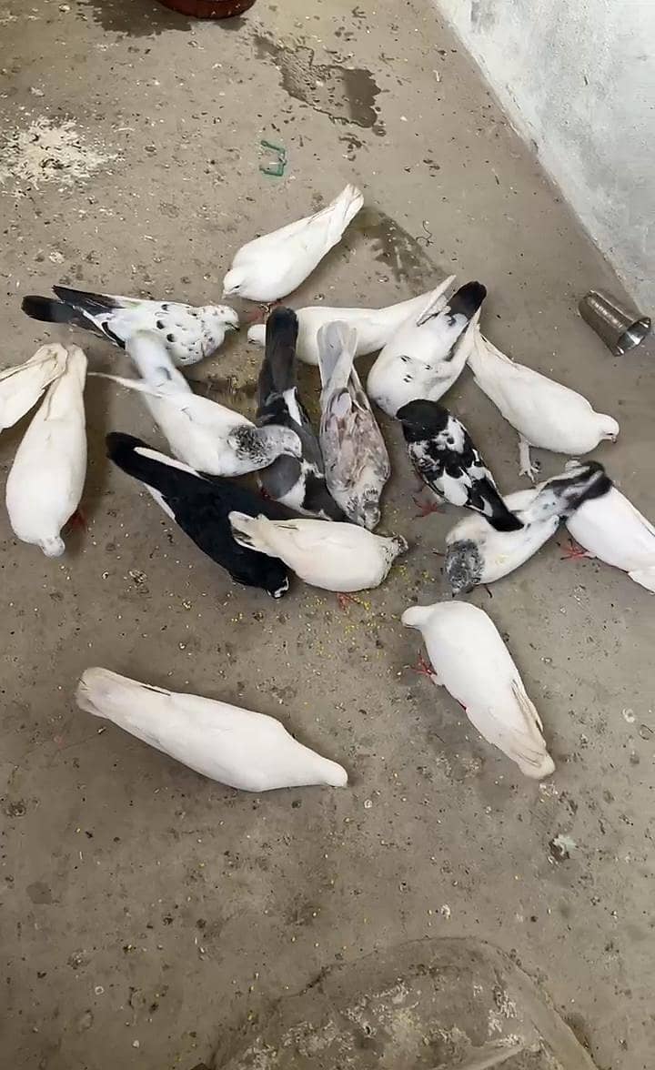 high Flyer 16
