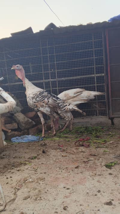 Male Turkey Bird for sale