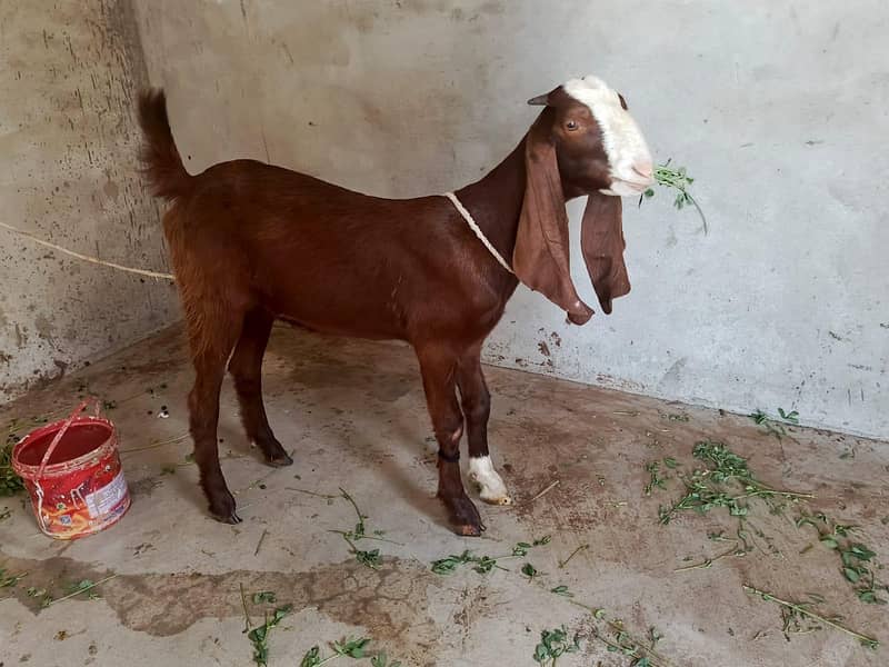 Bakri 0