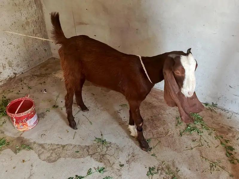 Bakri — photo 2