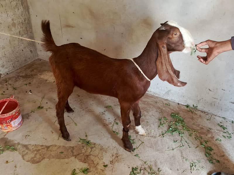 Bakri 3