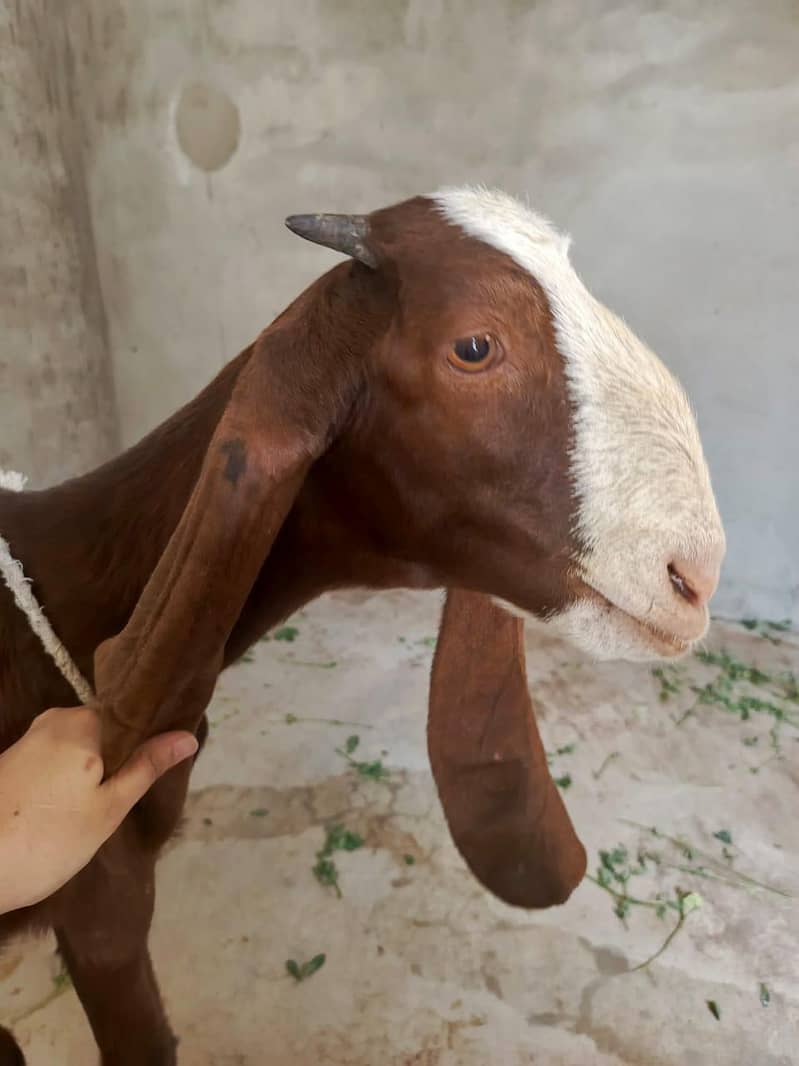 Bakri 5