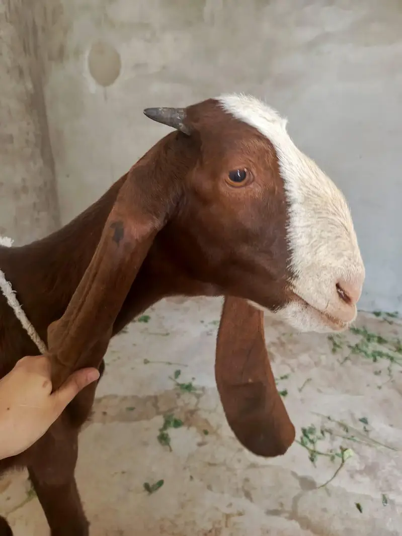 Bakri — photo 6