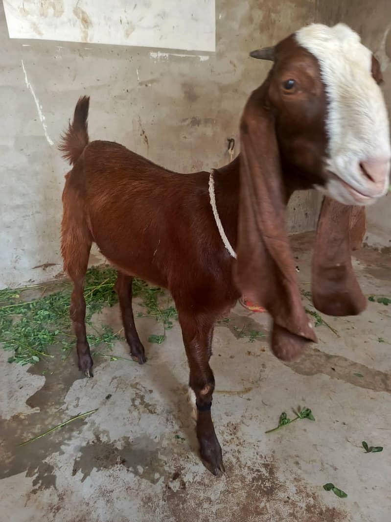 Bakri 6