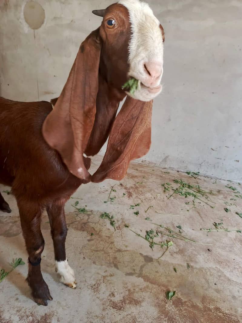 Bakri 7