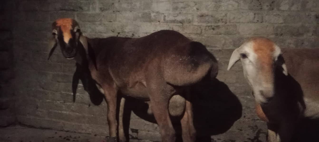 dumba 1