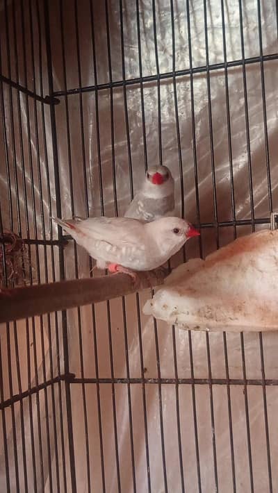 Diamond Finch