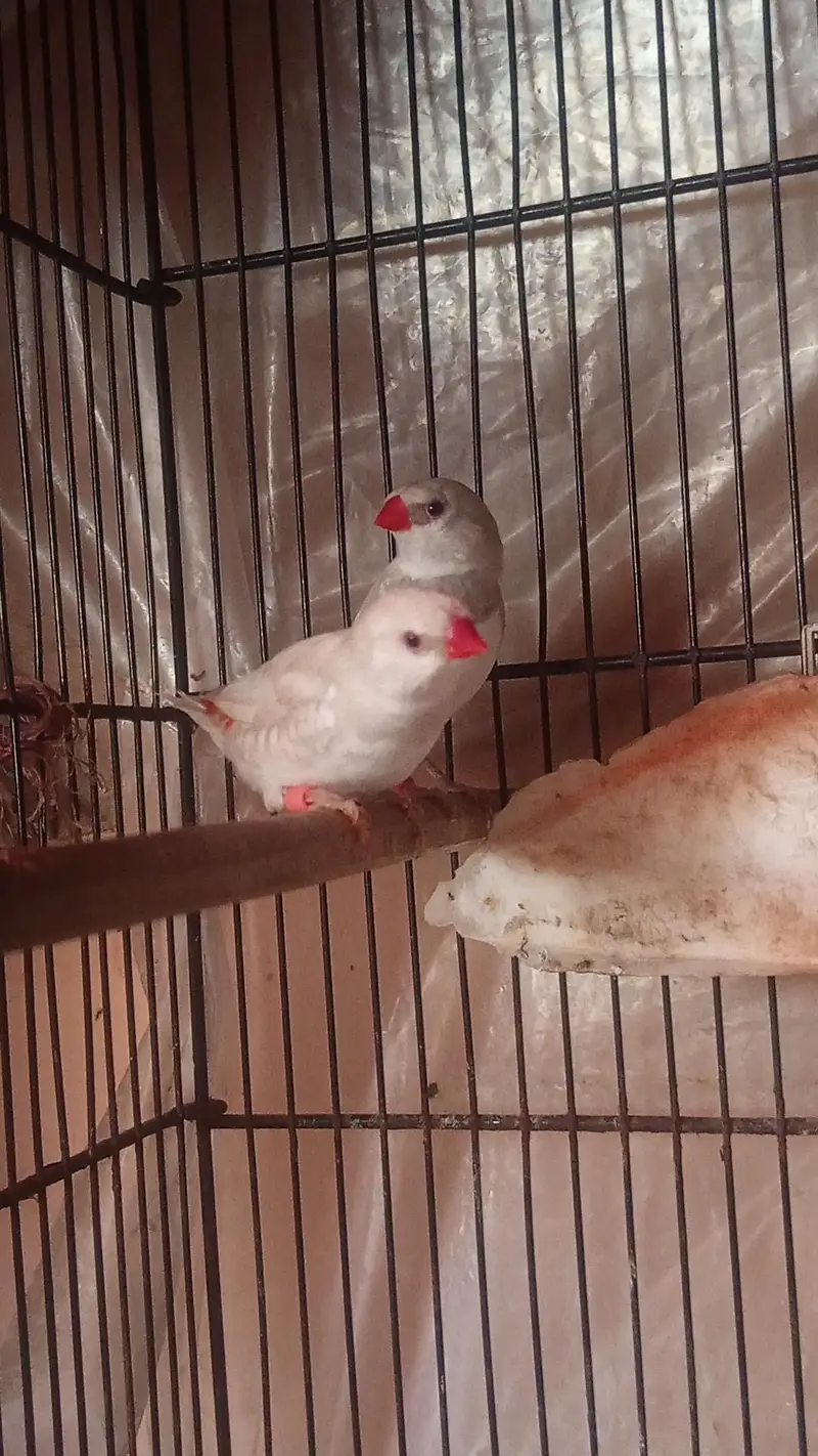 Diamond Finch — photo 2