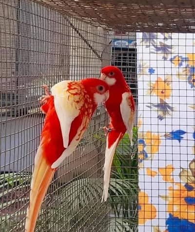 Beautiful rosella