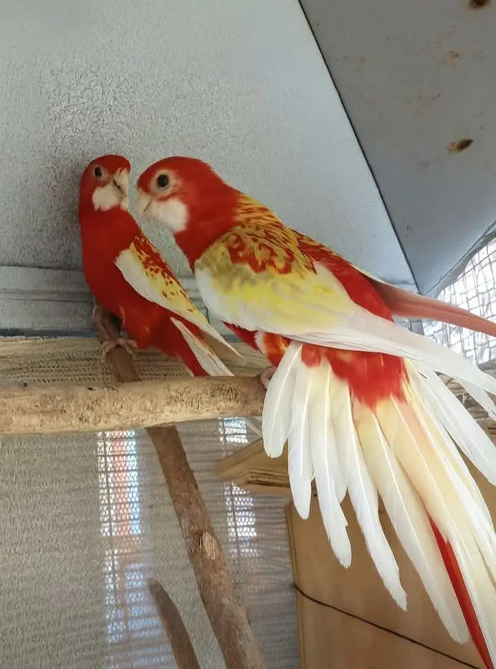 Rosella parrots — photo 2