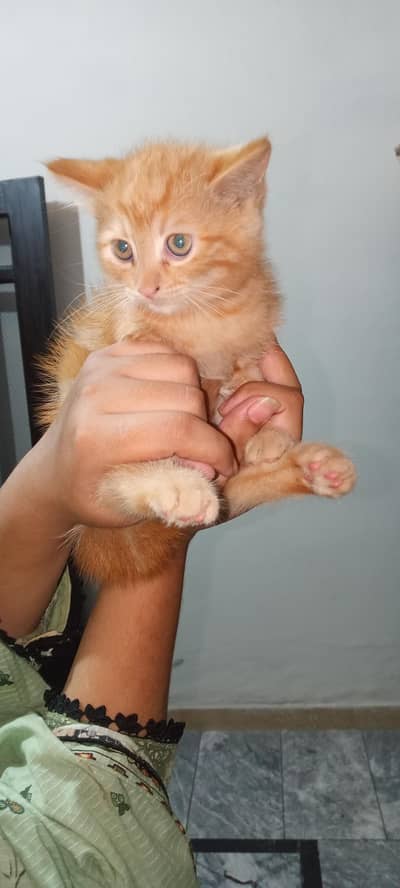 Persian 3riple cotted