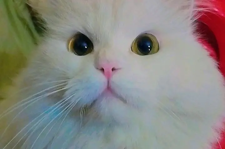 Persian Cat Male For Sale — photo 2