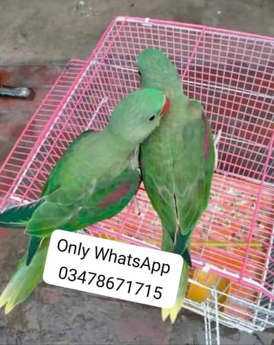 Kashmir raw paroot  for sale