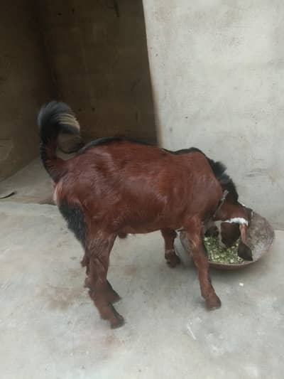 Bakra