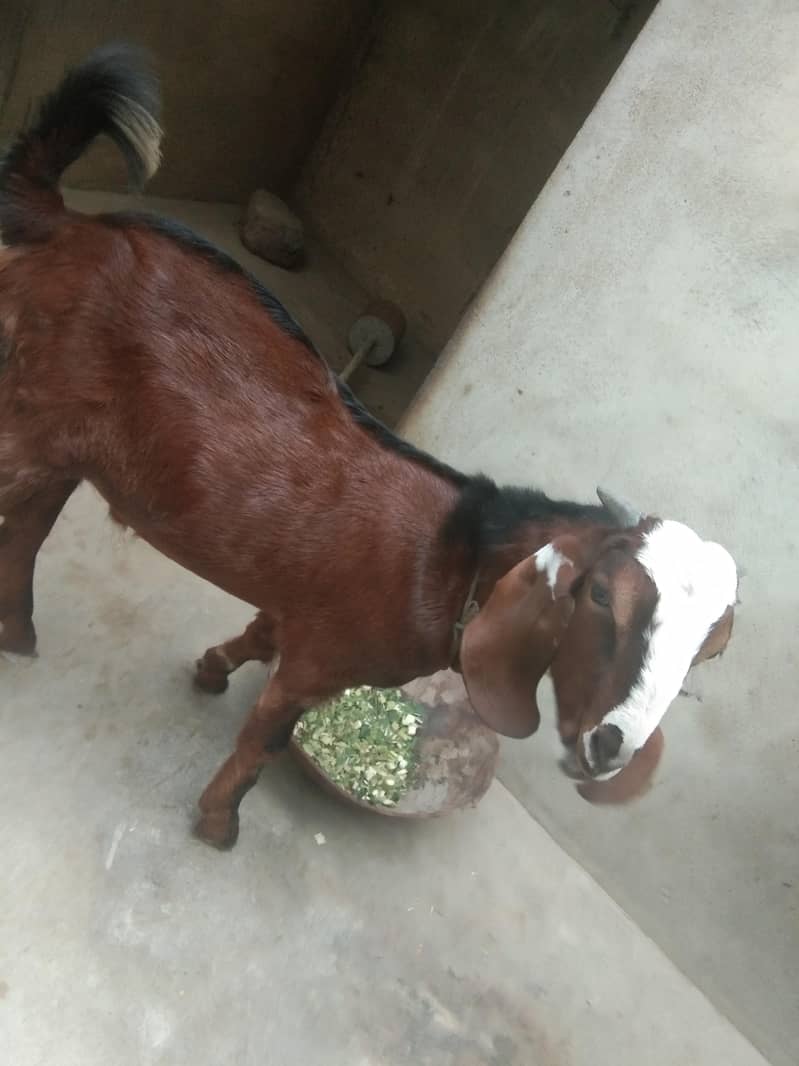 Bakra 1