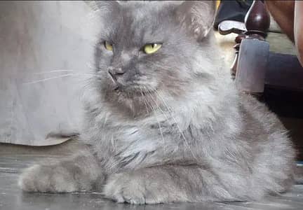 graw colour male cat active ha 03475334671