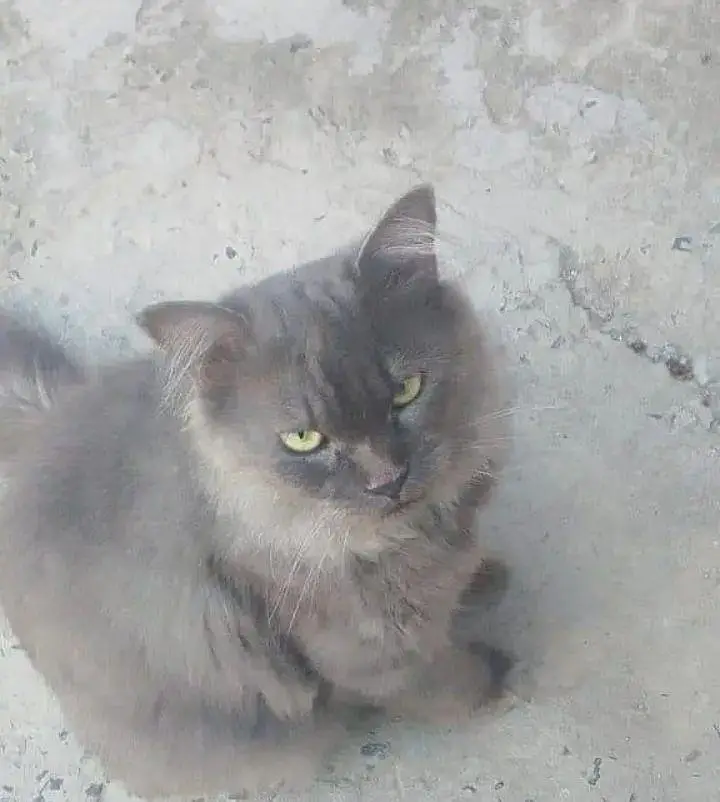 graw colour male cat active ha 03475334671 — photo 3