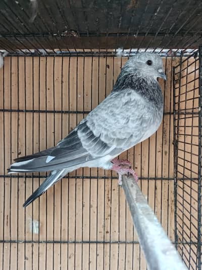 Silver Bajrai Male For Sale