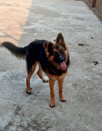 German Shepherd female puppy friendly family dog
