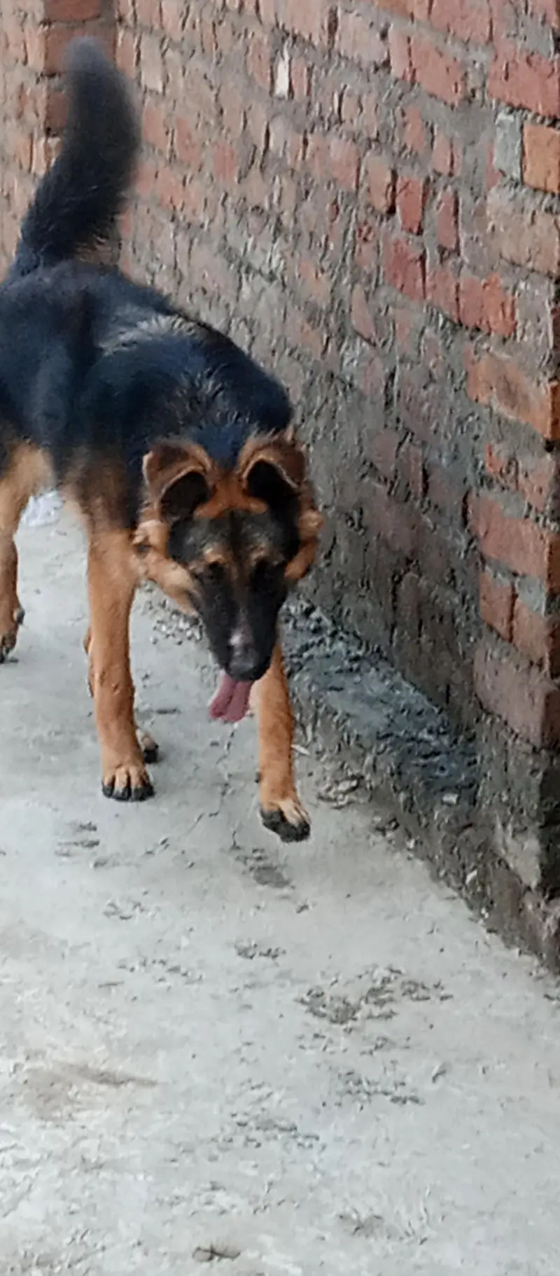 German Shepherd female puppy friendly family dog — photo 2