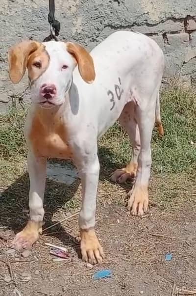 pure bully gultair male dubble body best quality healthy and active