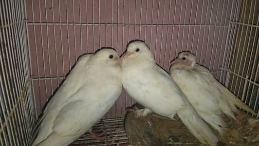 pigeon