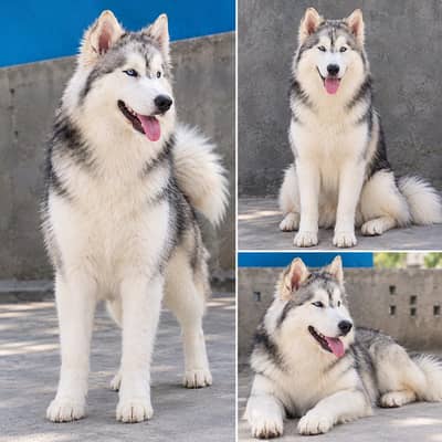 Alaskan malamute