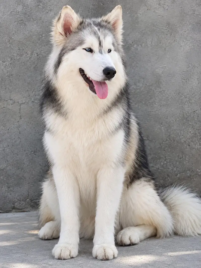 Alaskan malamute male — photo 2